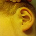 Gwyn ear photo